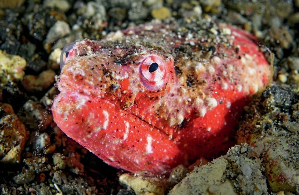Ruby red crocodile snake eel