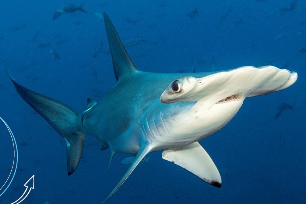 Scalloped hammerhead shark
