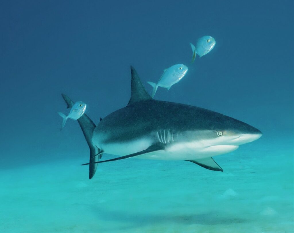 Diving in the Eye of the Storm: Byron Conroy's Belize Journey 7 Shark