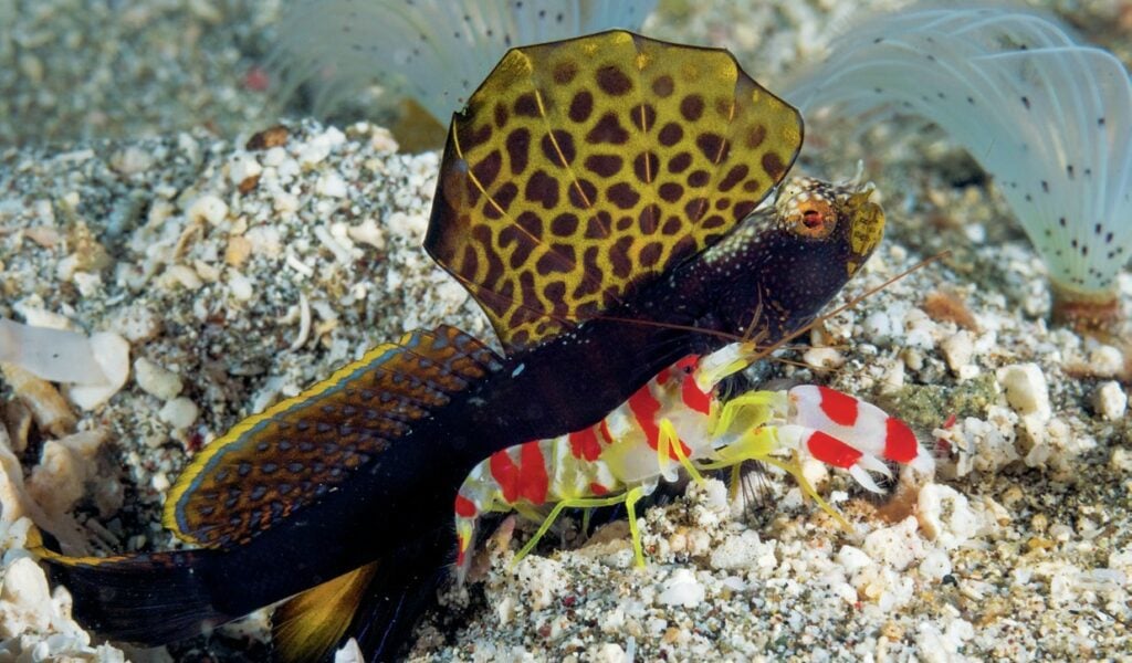 Shrimp and blenny partnership