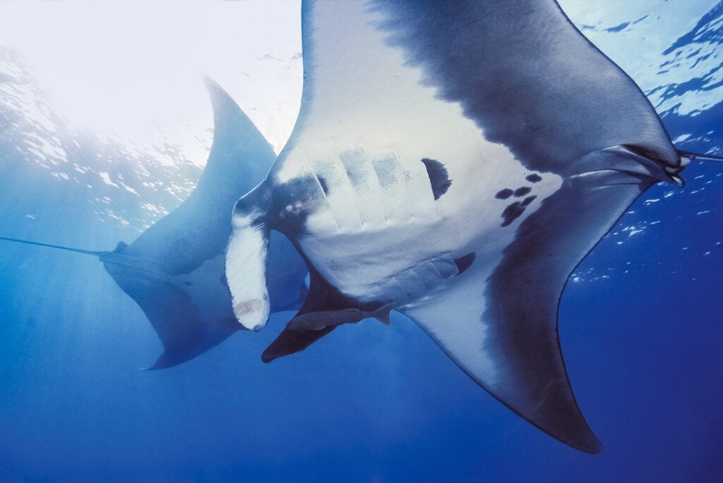 Giant manta ray