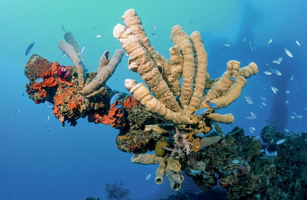 Sponges adorn the shipwrecks