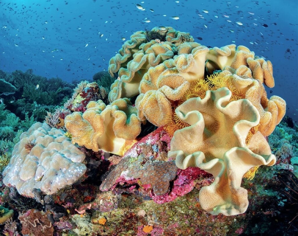 The reefs are thriving
