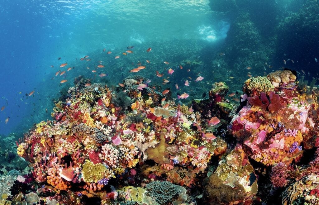 This reef shows the island's volcanic orgin more clearly as it takes a set of dramatic turns downward