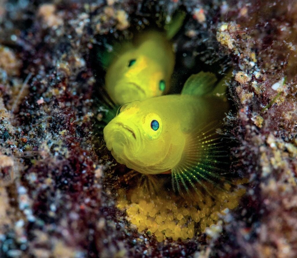 Dive into Siladen Island: A Mecca for Underwater Photographers 7 Two yellow fish