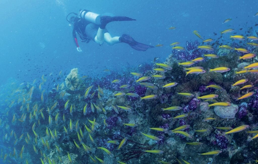 Vast Shoals of fish