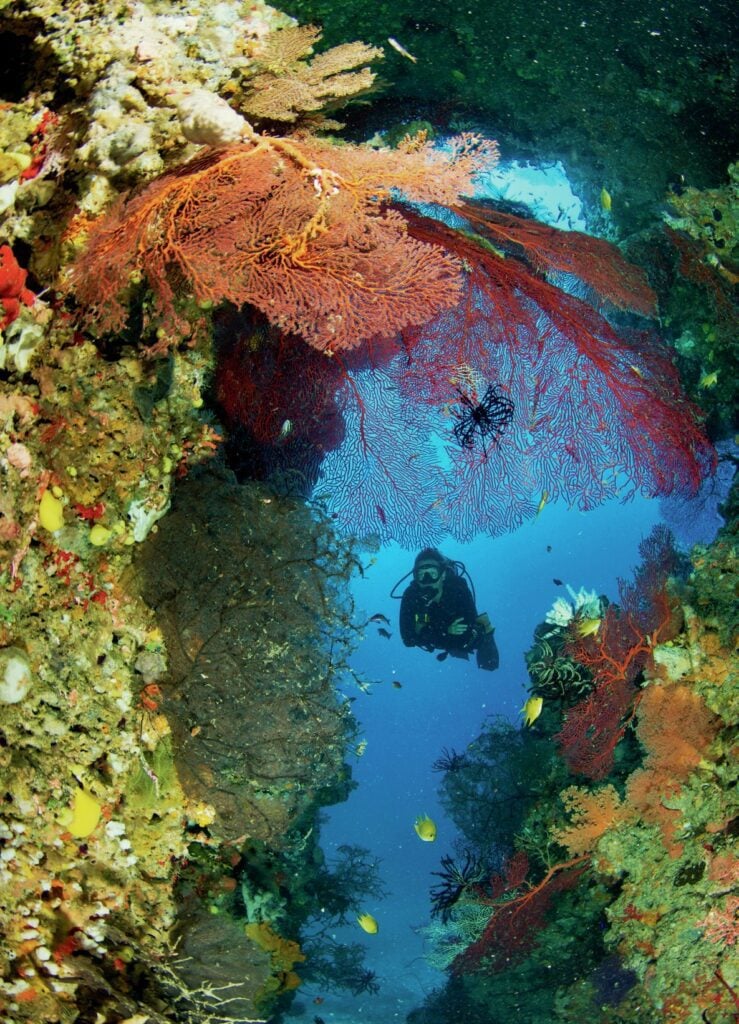 Exploring the Bligh Waters: The Soft Coral Capital of the World 8 Swim-through adorned with sea fans