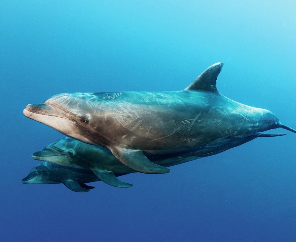 Bottlenose dolphins