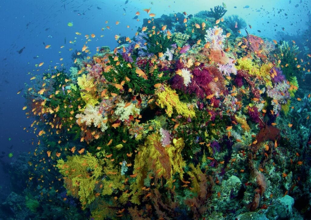 Exploring the Bligh Waters: The Soft Coral Capital of the World 10 Very vibrant and colorful fiji reef