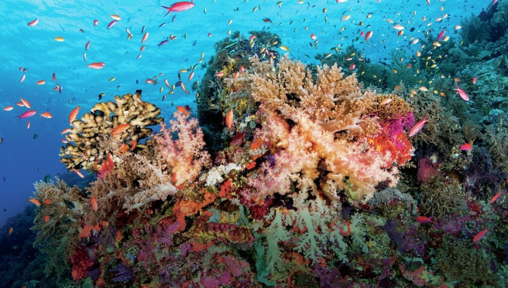 coral reef