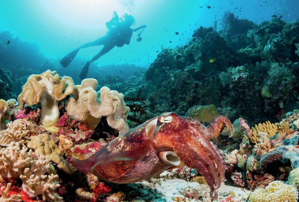 cuttlefish