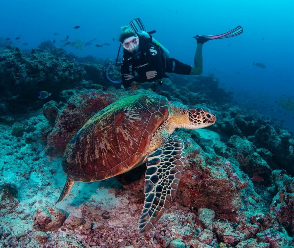 Giant seaturtle