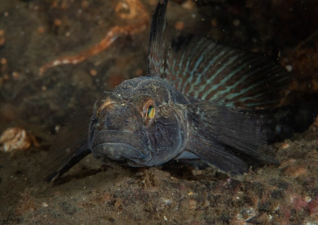 goby fish