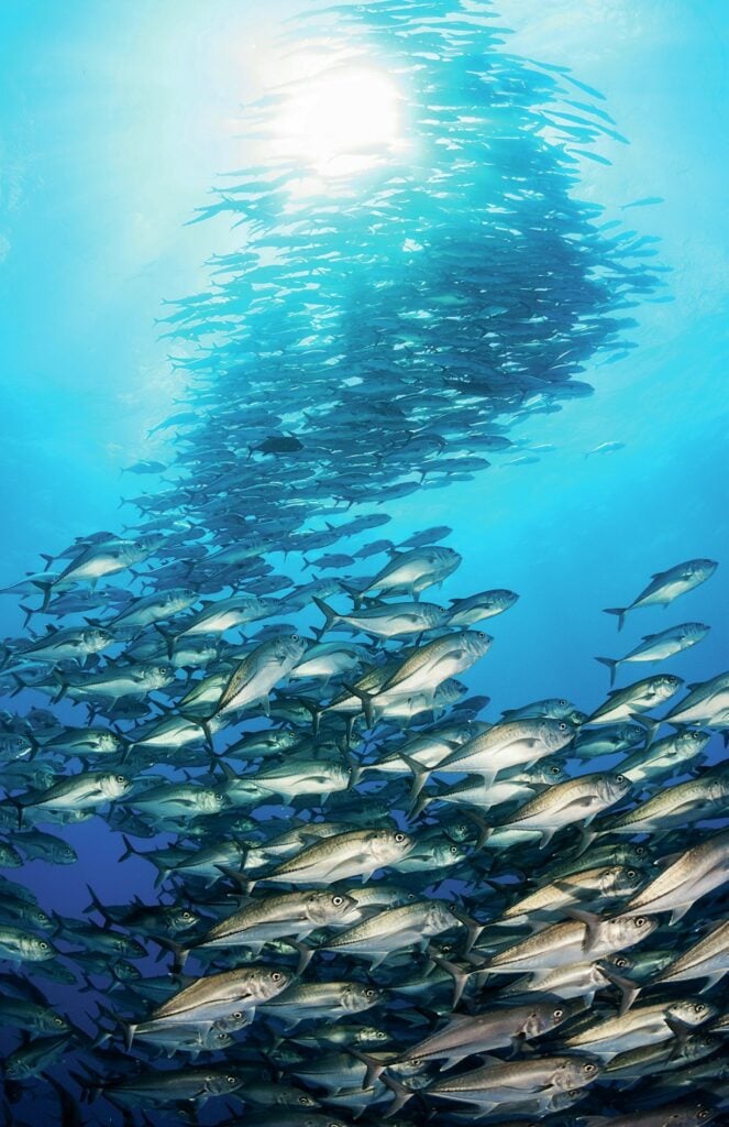 massive shoals of jacks