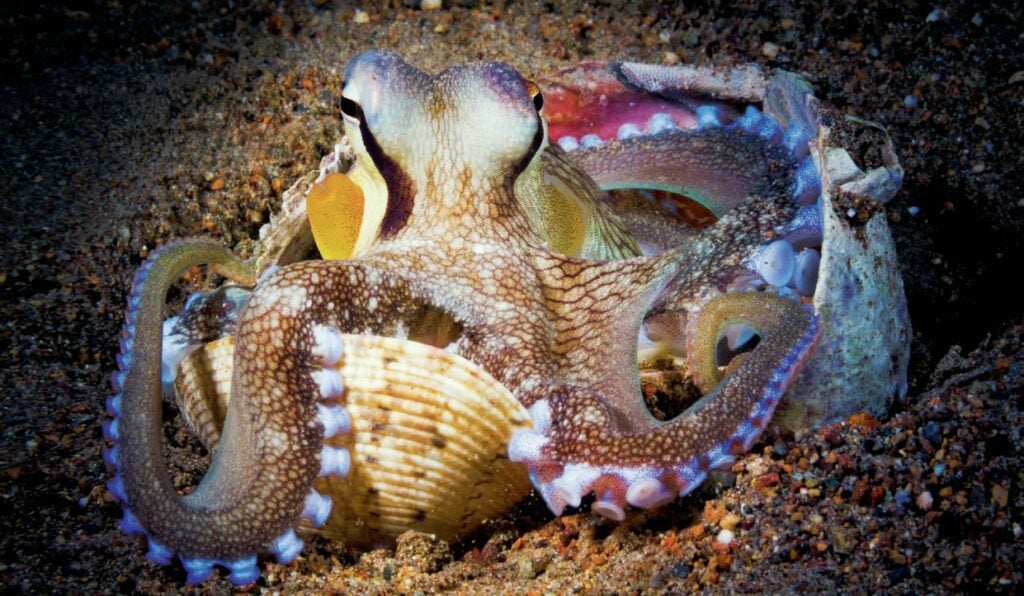 Octopus