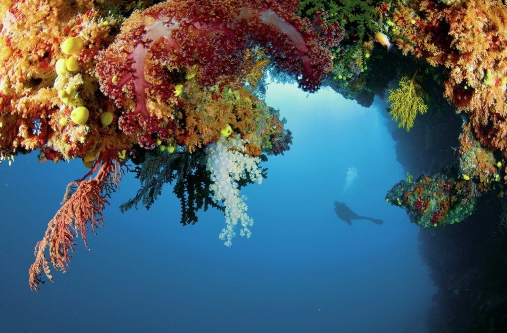 Exploring the Bligh Waters: The Soft Coral Capital of the World 4 Overhang shrouded in soft corals