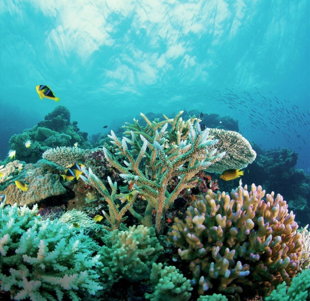 Exploring the Bligh Waters: The Soft Coral Capital of the World 3 pristine hard corals