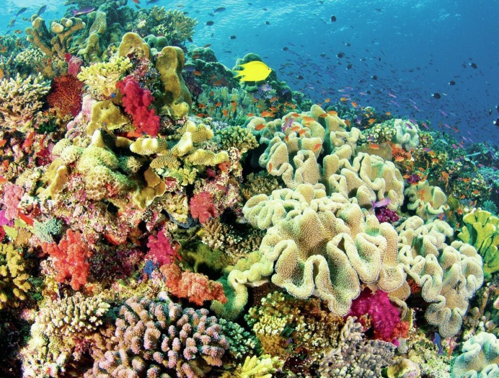 Exploring the Bligh Waters: The Soft Coral Capital of the World 7 riot of color coral reef