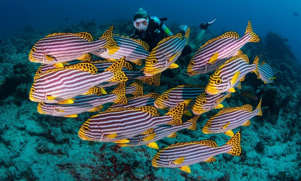 School of sweetlips