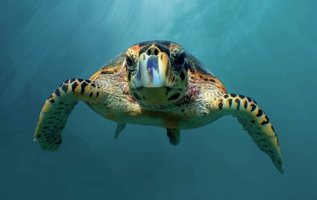 sea turtle front facing