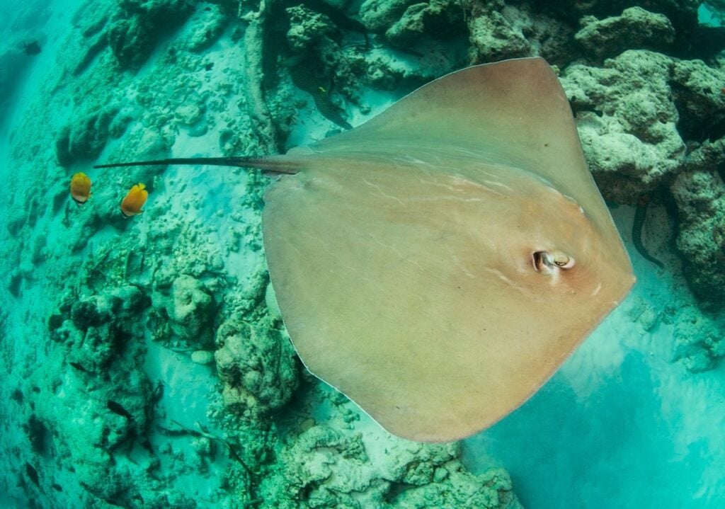 Stingray Fly-past