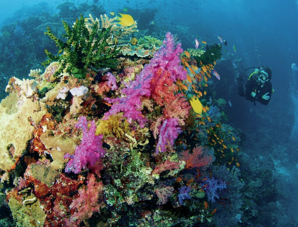 Exploring the Bligh Waters: The Soft Coral Capital of the World 6 Diver swimming past beautiful and colorful fiji reef