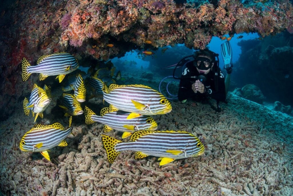 Sweetlips