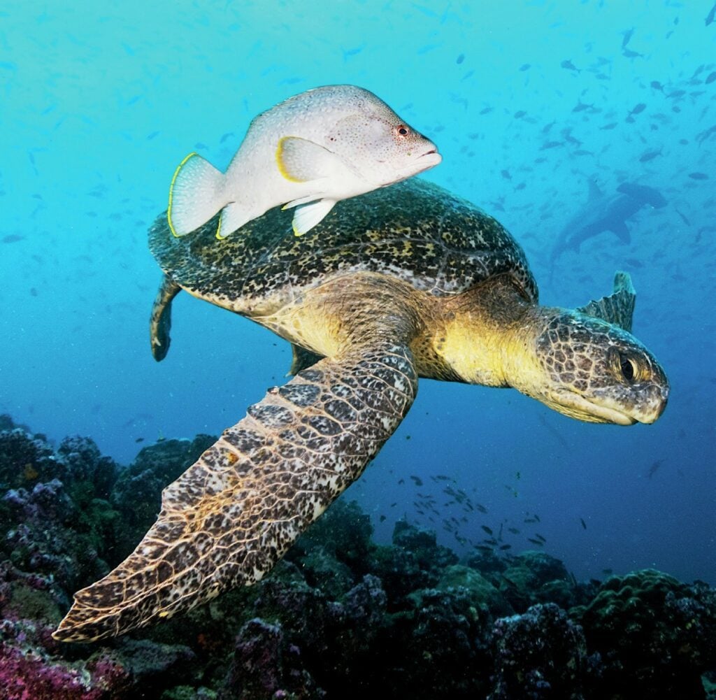 Turtle on the reef