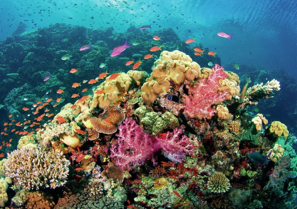 Exploring the Bligh Waters: The Soft Coral Capital of the World 9 Vibrant soft corals
