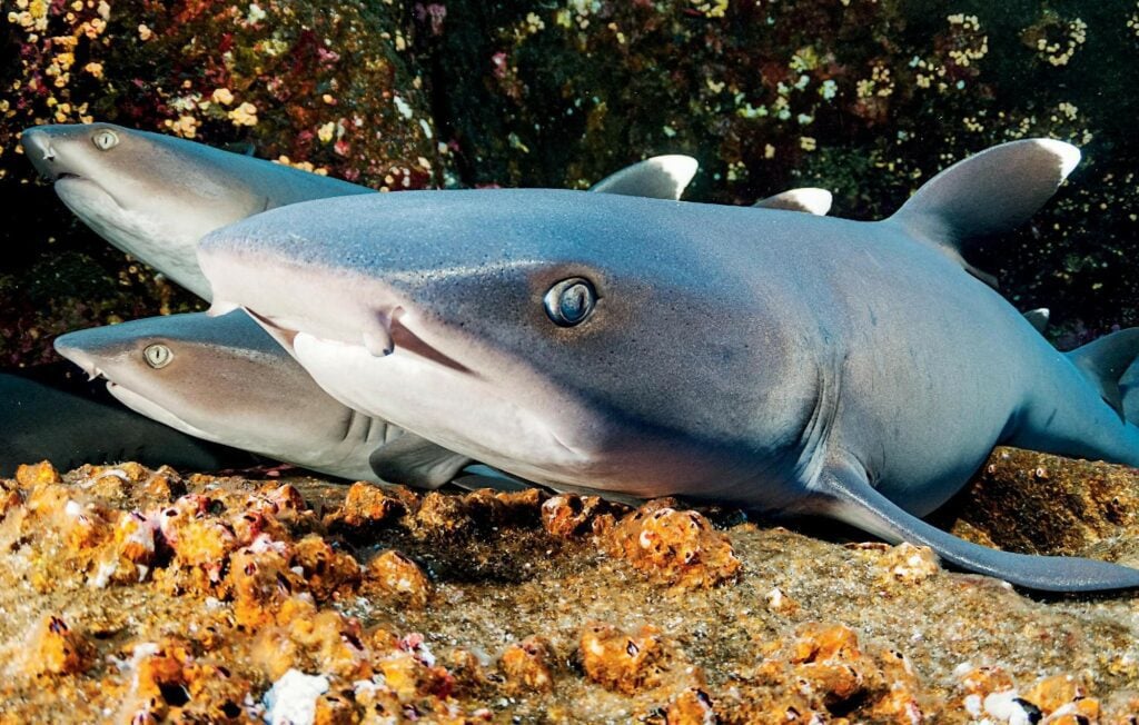 whitetip reef sharks