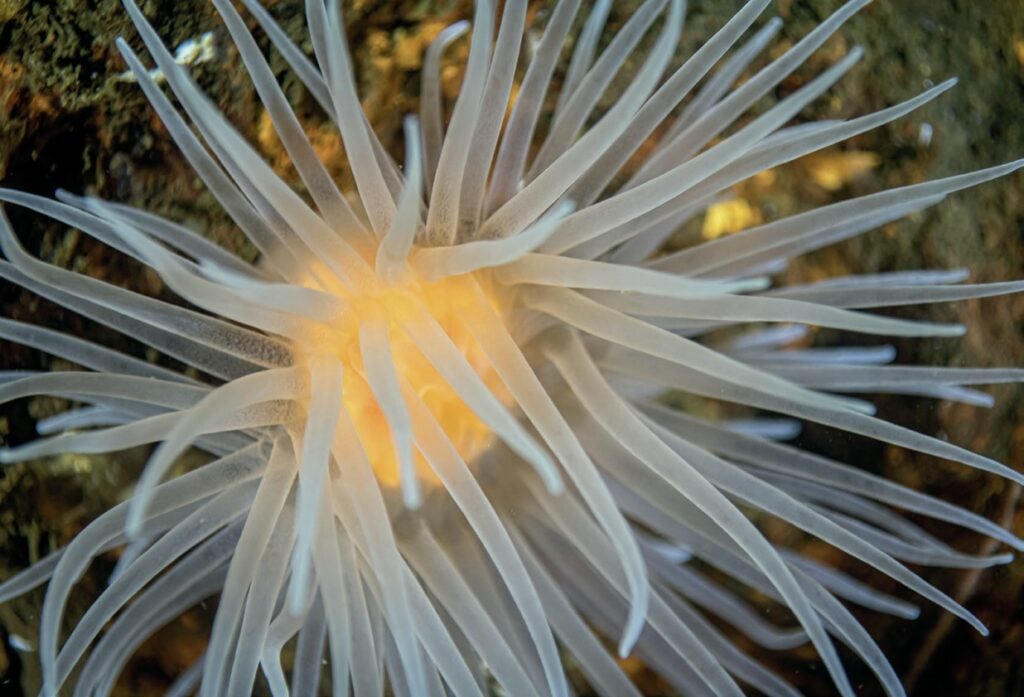 The Hidden Beauty of Scotland's Loch Long 8 Anemone