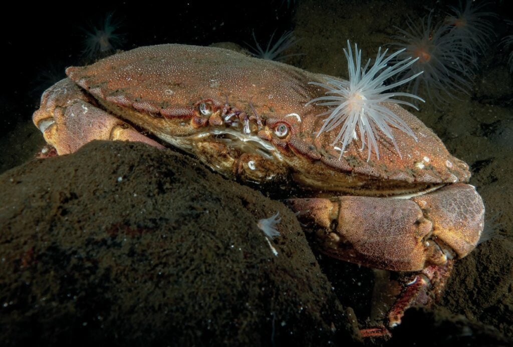 The Hidden Beauty of Scotland's Loch Long 9 Edible crab