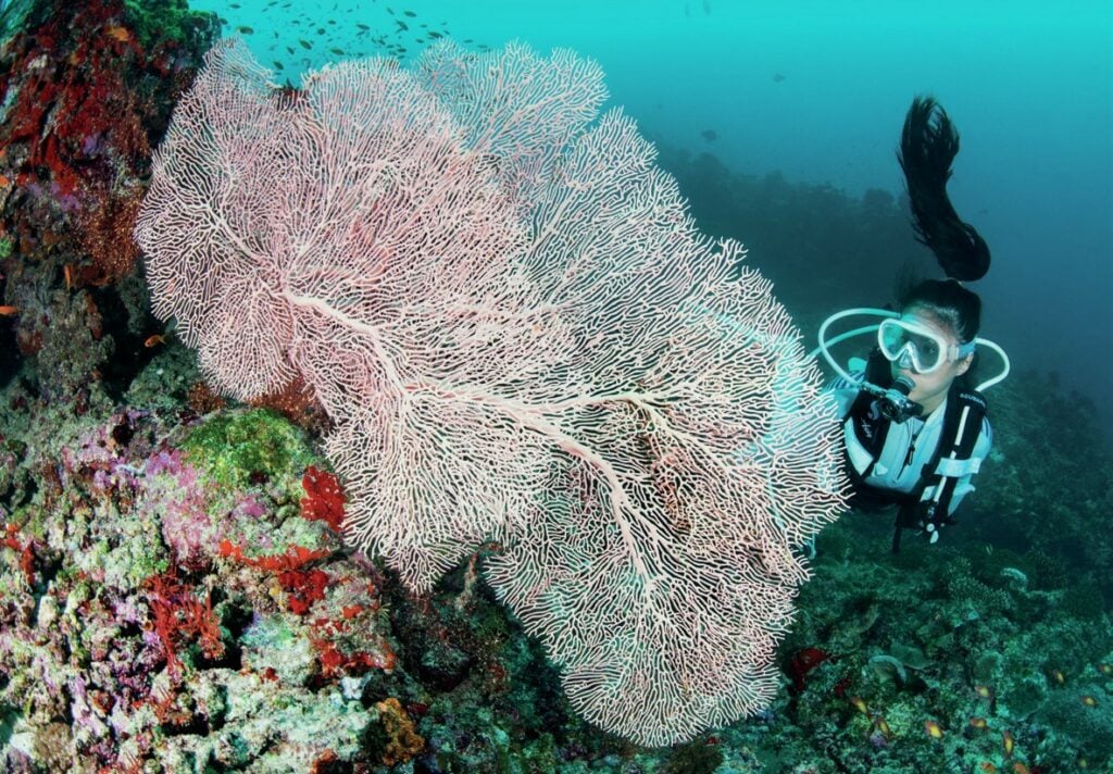 Gorgonian Seafan
