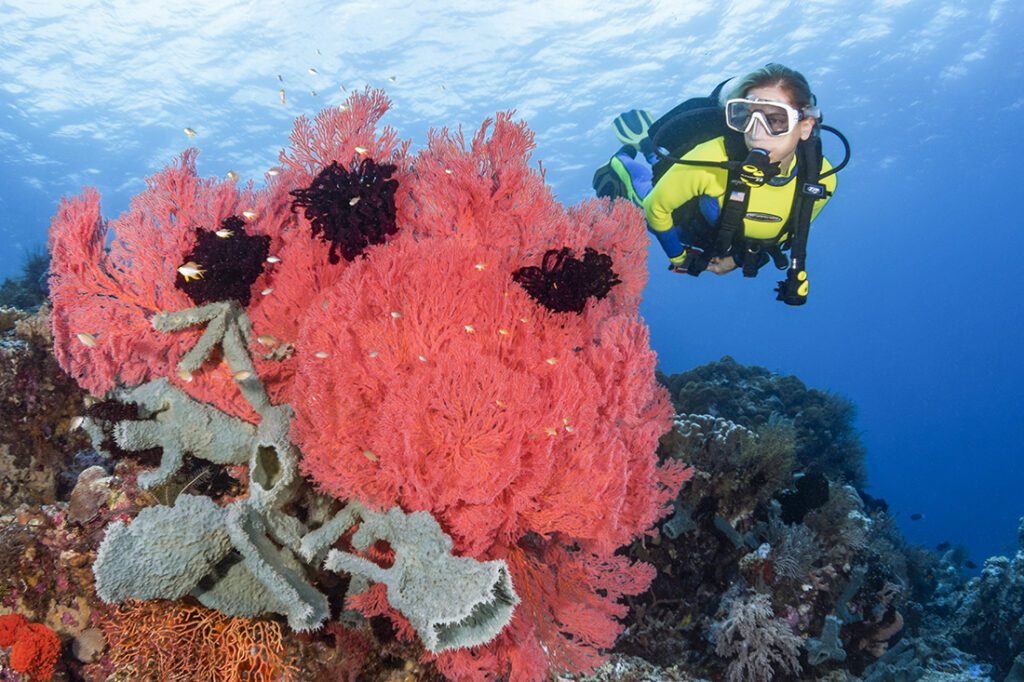 The Muricella plectana is a species of gorgonian sea fan in the Indo-Pacific that generally grow at depths between 20-45 m on reefs with sloping to vertical profiles. They also the primary species of gorgonians known for hosting the pygmy seahorse (Hippocampus bargibanti).
