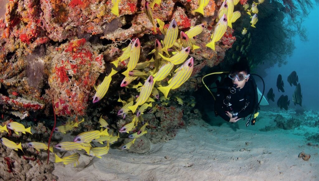 Snapper and batfish on the reef