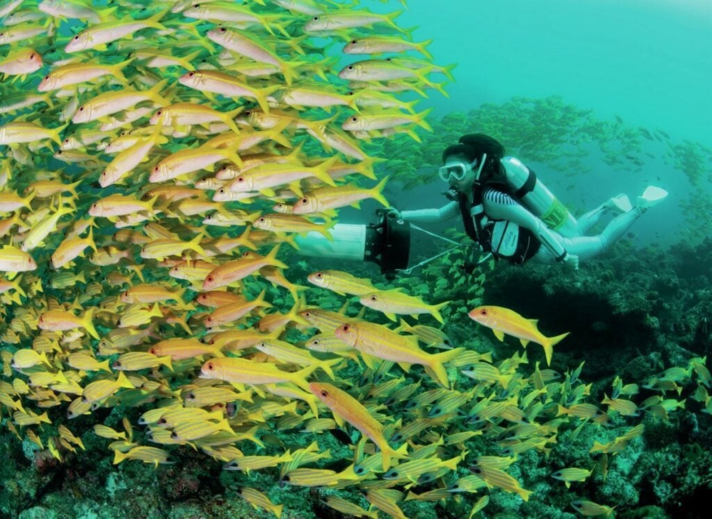 expect to be enveloped by fish