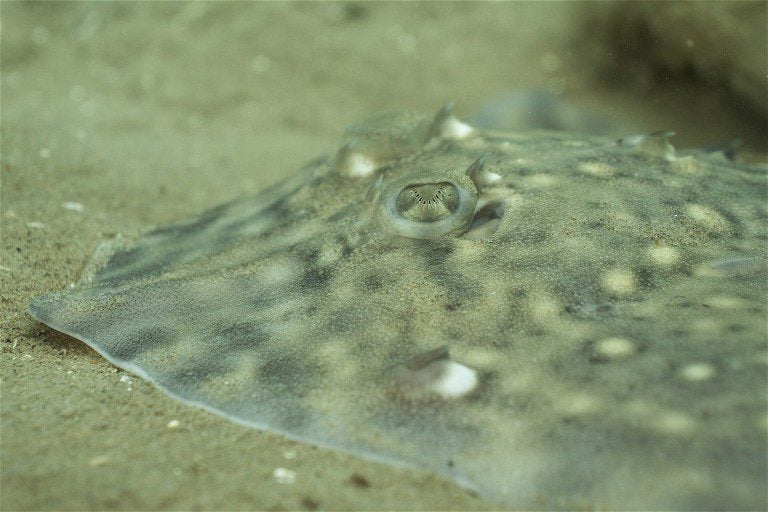 Angel Shark Close Up