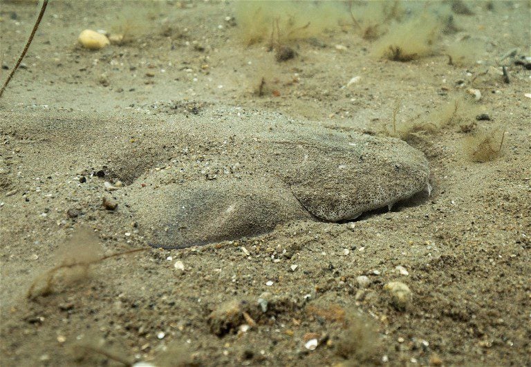 Angel Shark in sand