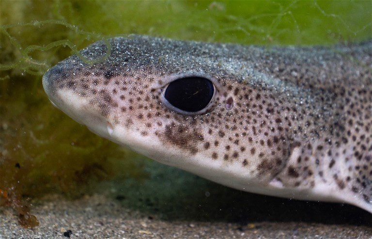 Diamond Shapped spotted ray