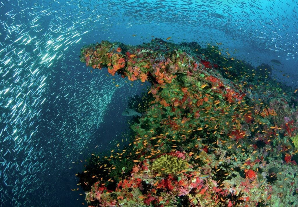 Fish swarming around a marine-encrusted wreck