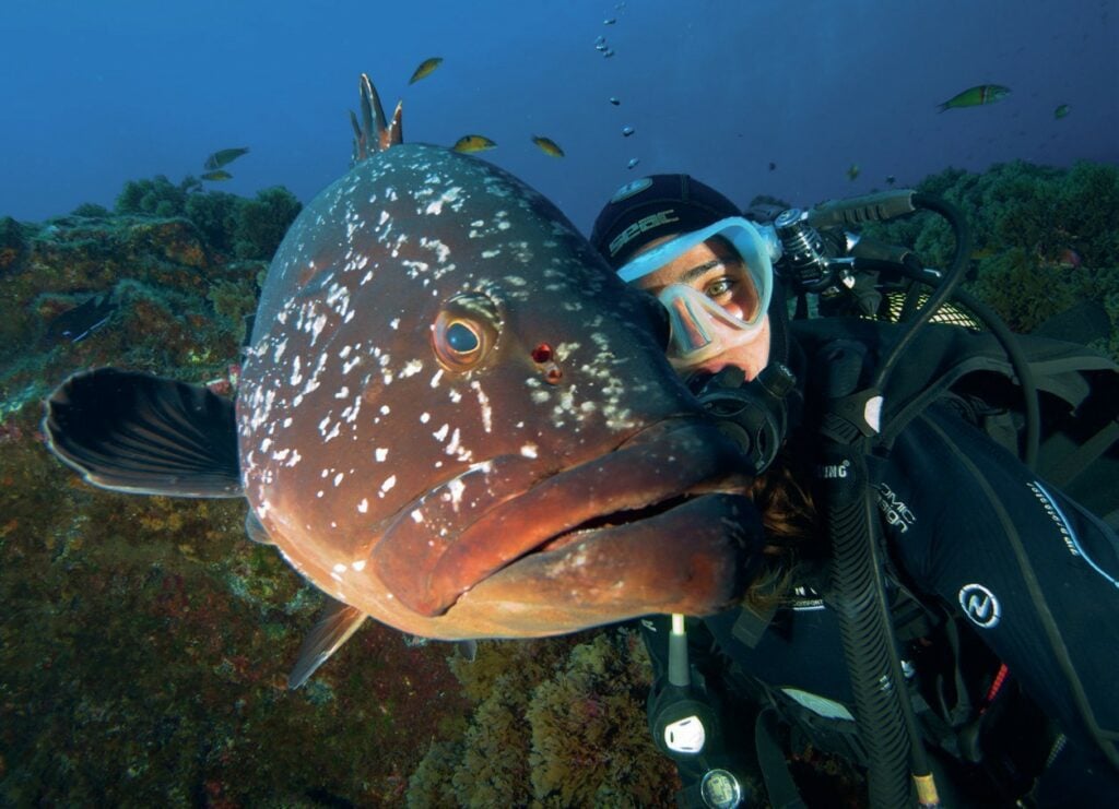 Grouper