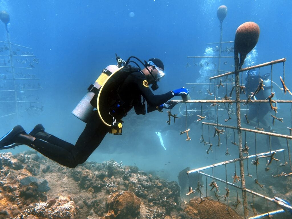 Grenada Dive and Conservation Festival 1 Grenada