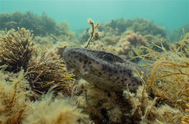 Lesser-Spotted Cat Sharks