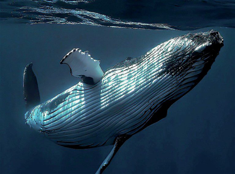 5 BEST DIVING SPOTS IN THE ISLANDS OF TAHITI 2 Whale