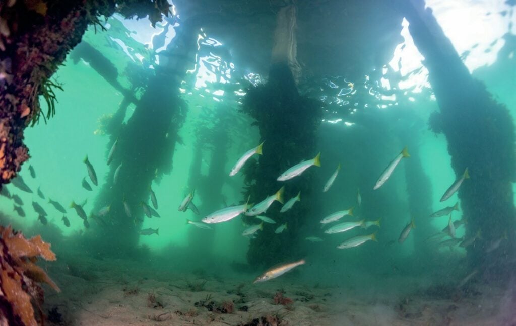 Marine life congregates around the jetties