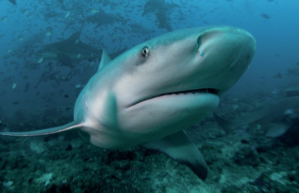 Beqa Lagoon Fiji: Shark Diving and Coral Reef Adventures 5 Bull shark at feeding time