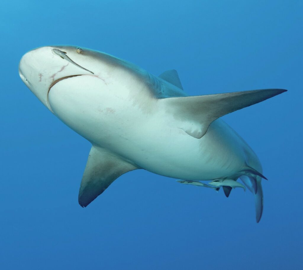 Beqa Lagoon Fiji: Shark Diving and Coral Reef Adventures 10 Close encounter with a bull shark
