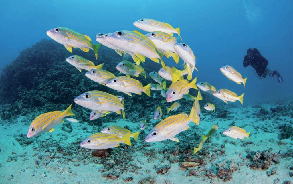 Beqa Lagoon Fiji: Shark Diving and Coral Reef Adventures 4 Friendly yellow snapper at Three Nuns