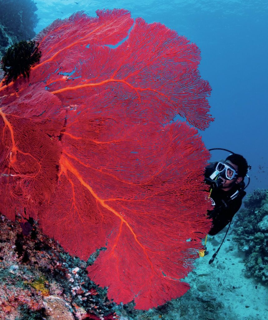 Beqa Lagoon Fiji: Shark Diving and Coral Reef Adventures 6 Large gorgonian corals at Three Nuns
