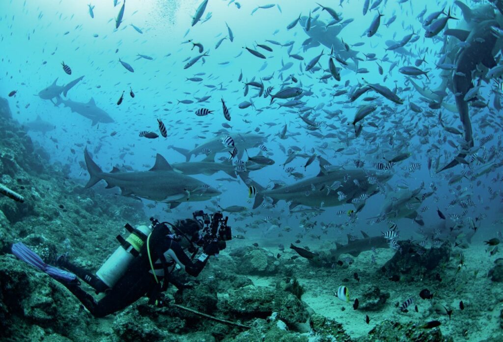 Beqa Lagoon Fiji: Shark Diving and Coral Reef Adventures 1 Photographic opportunities were plentiful with divers akomg a large shoal of fish